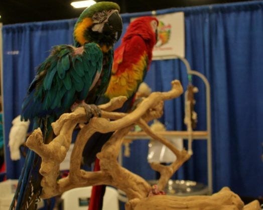 Super Pet Expo