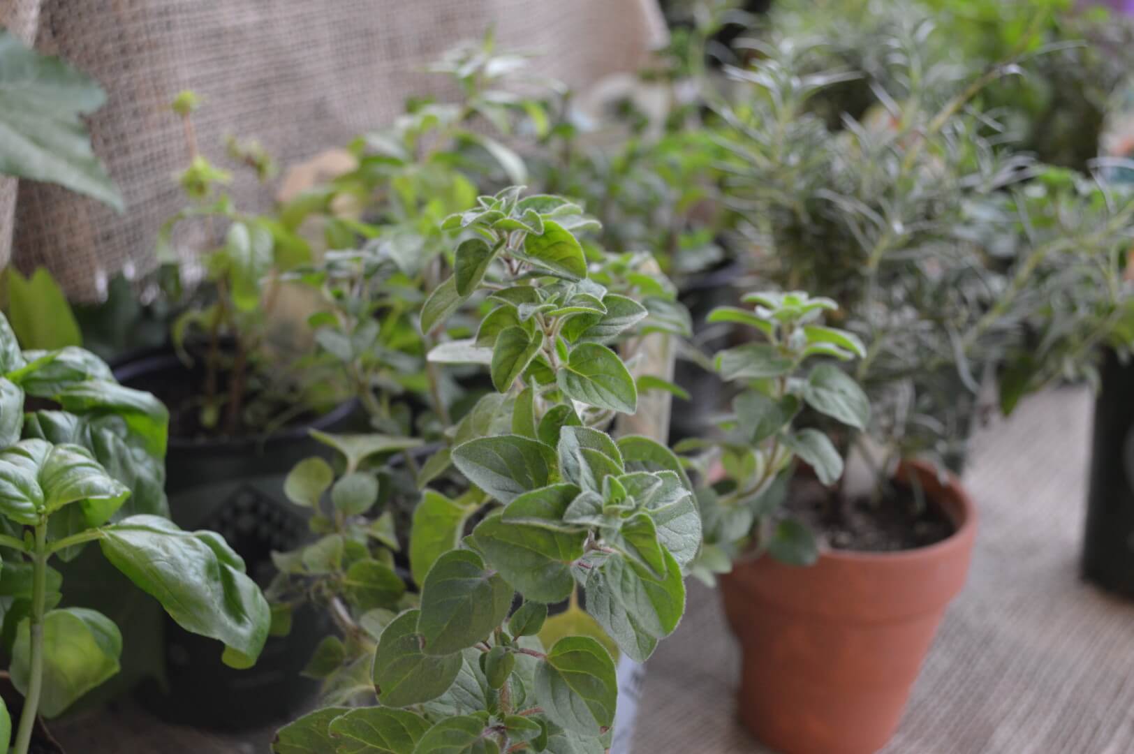 Herb Garden