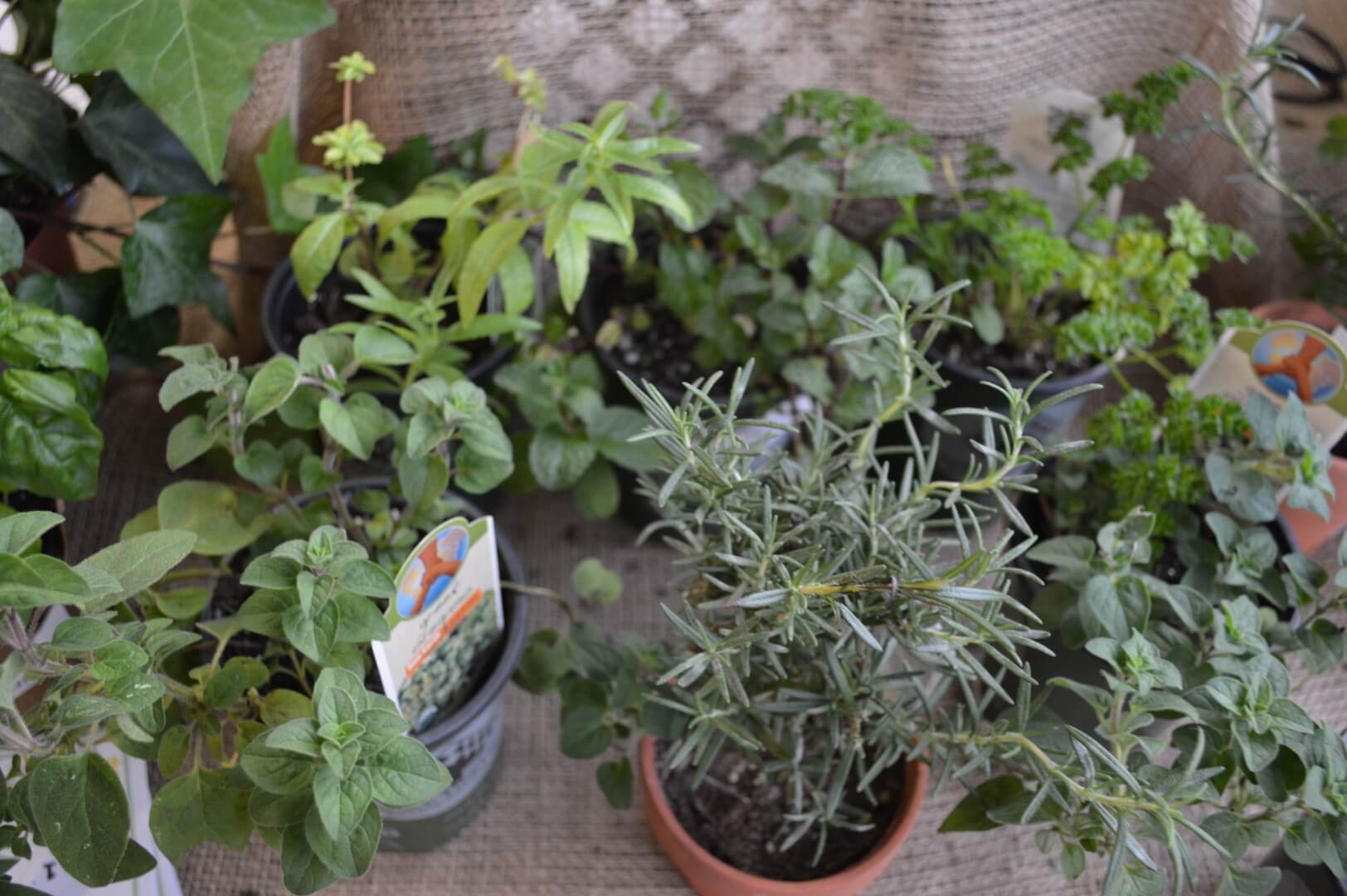 Herb Garden