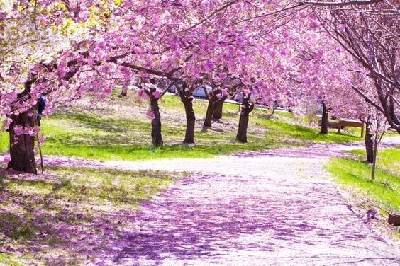 Branch Brook Park