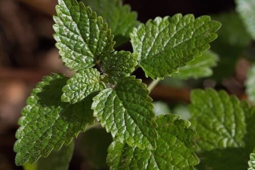 Herbal Tea