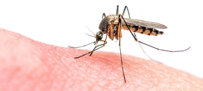 Zika virus