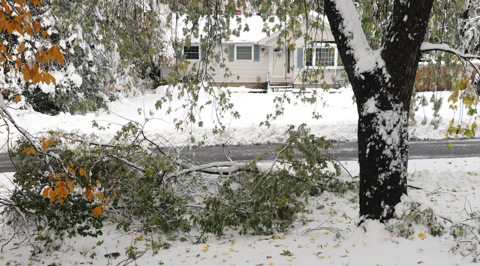 tree fallen down in snow storm in residential district