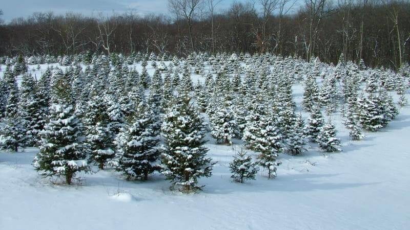 large field of snow-covered fir trees