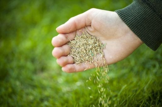 Lawn Clippings
