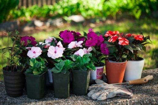 Potted Plants
