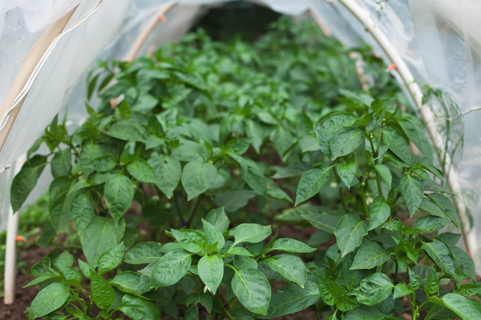 hoop house