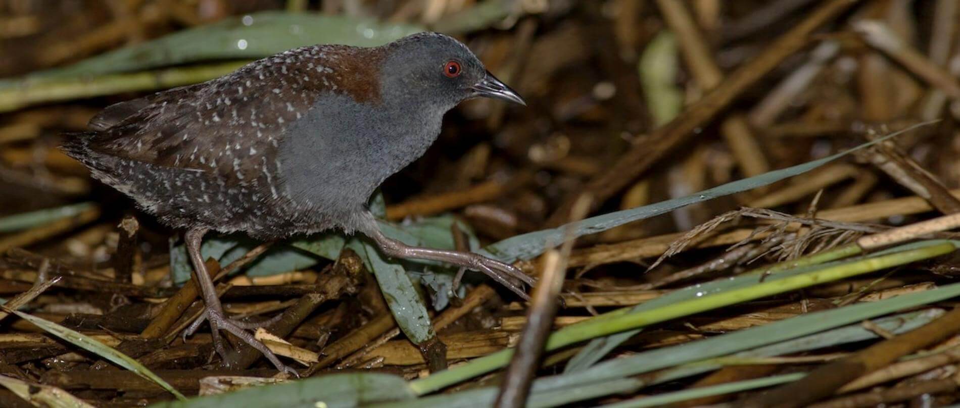 Black Rail Endangered Animals in New Jersey