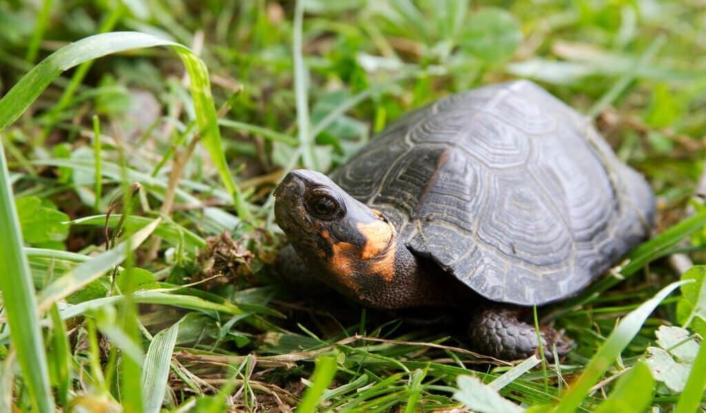 Bog Turtle Endangered Animals in New Jersey