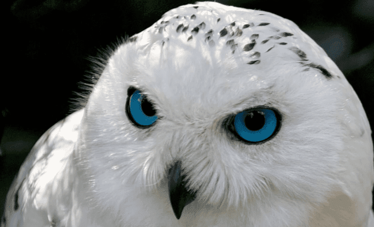 snowy white owl with bright blue eyes