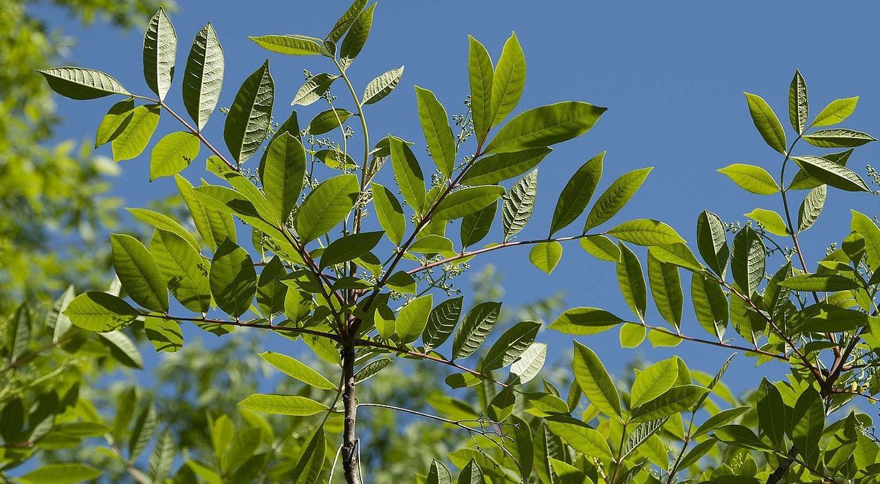 Poison Sumac