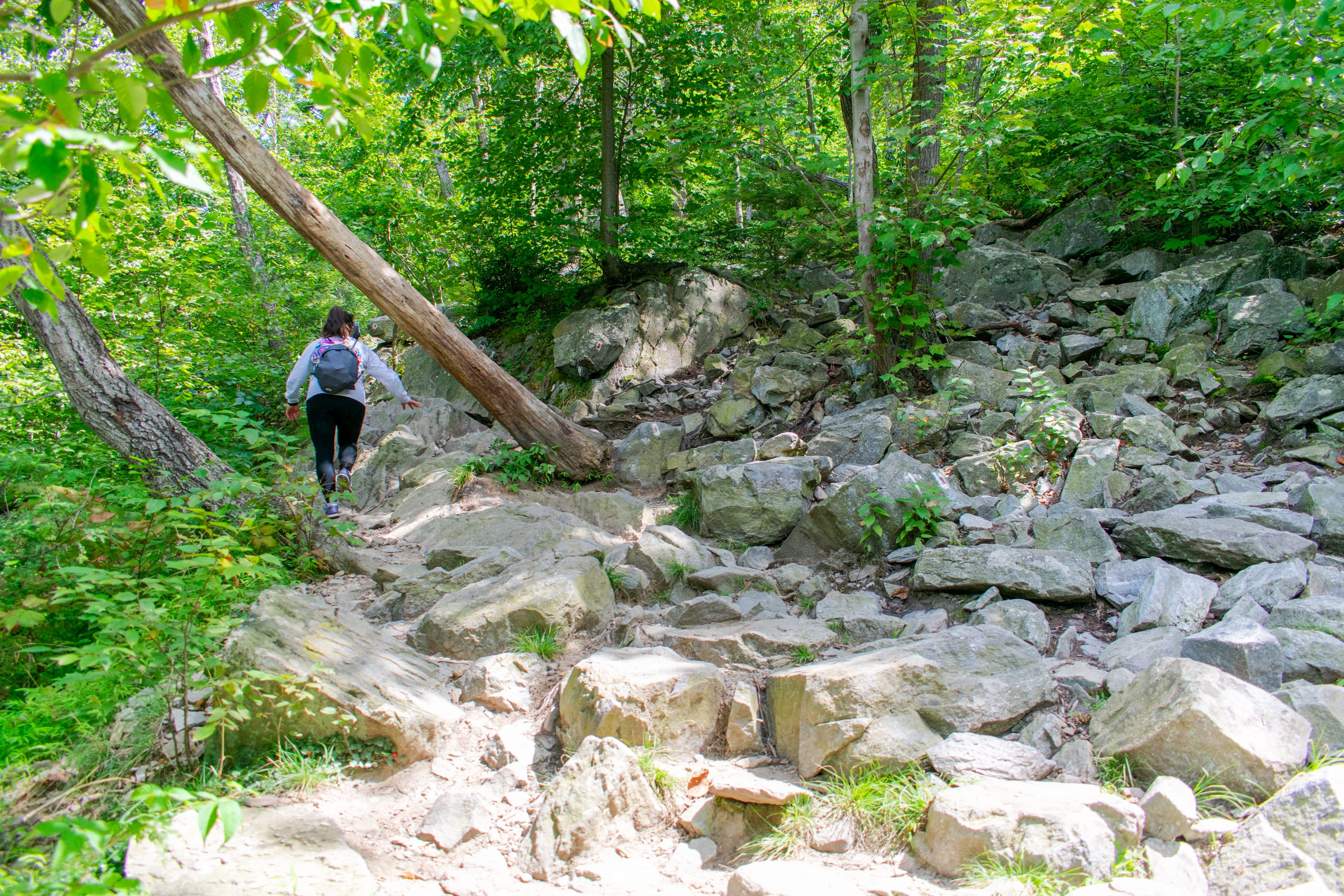 Mount Tammany Red Dot Trail