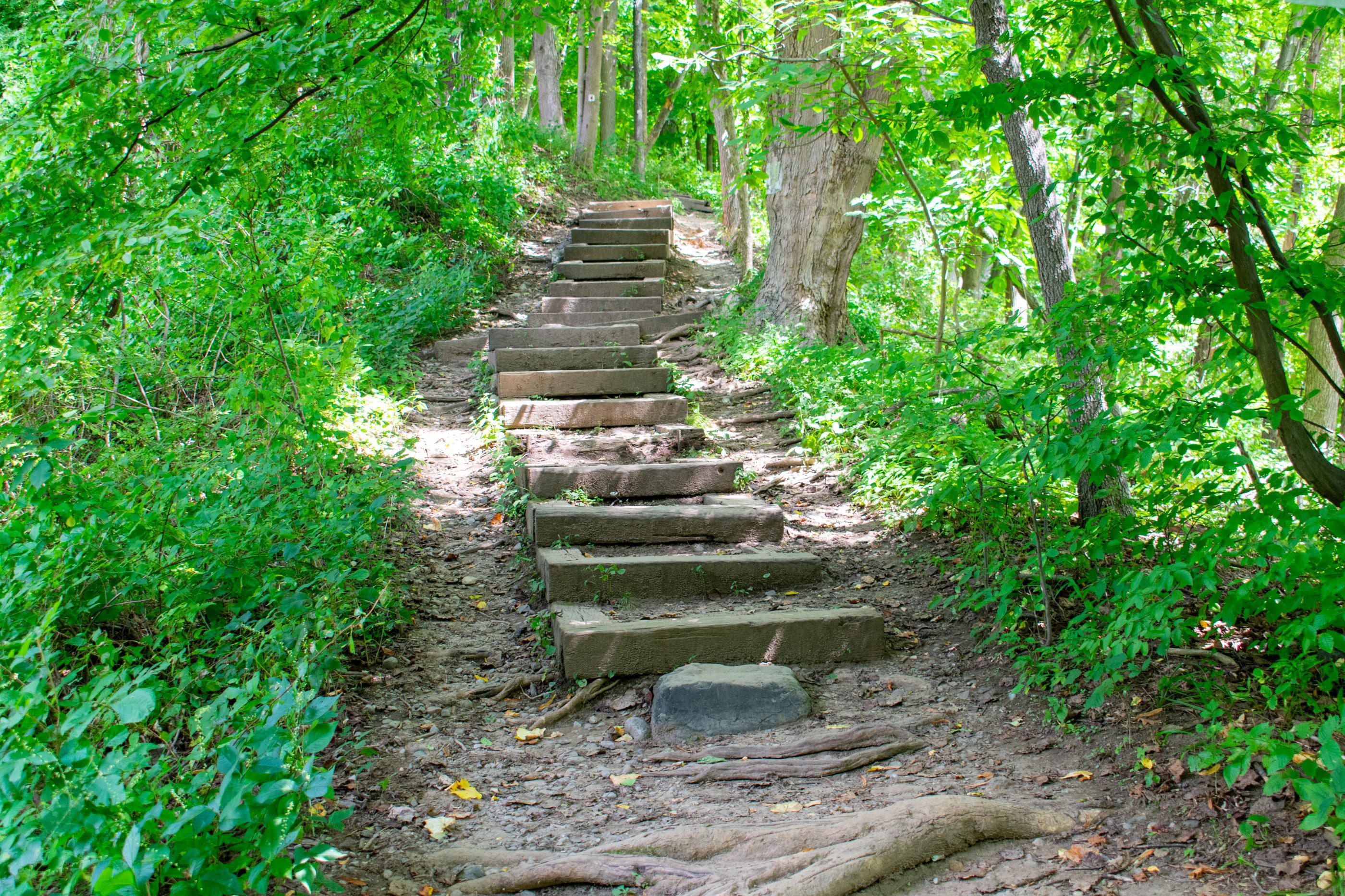 Stairs Leading to Kittatiny Mountain Trail