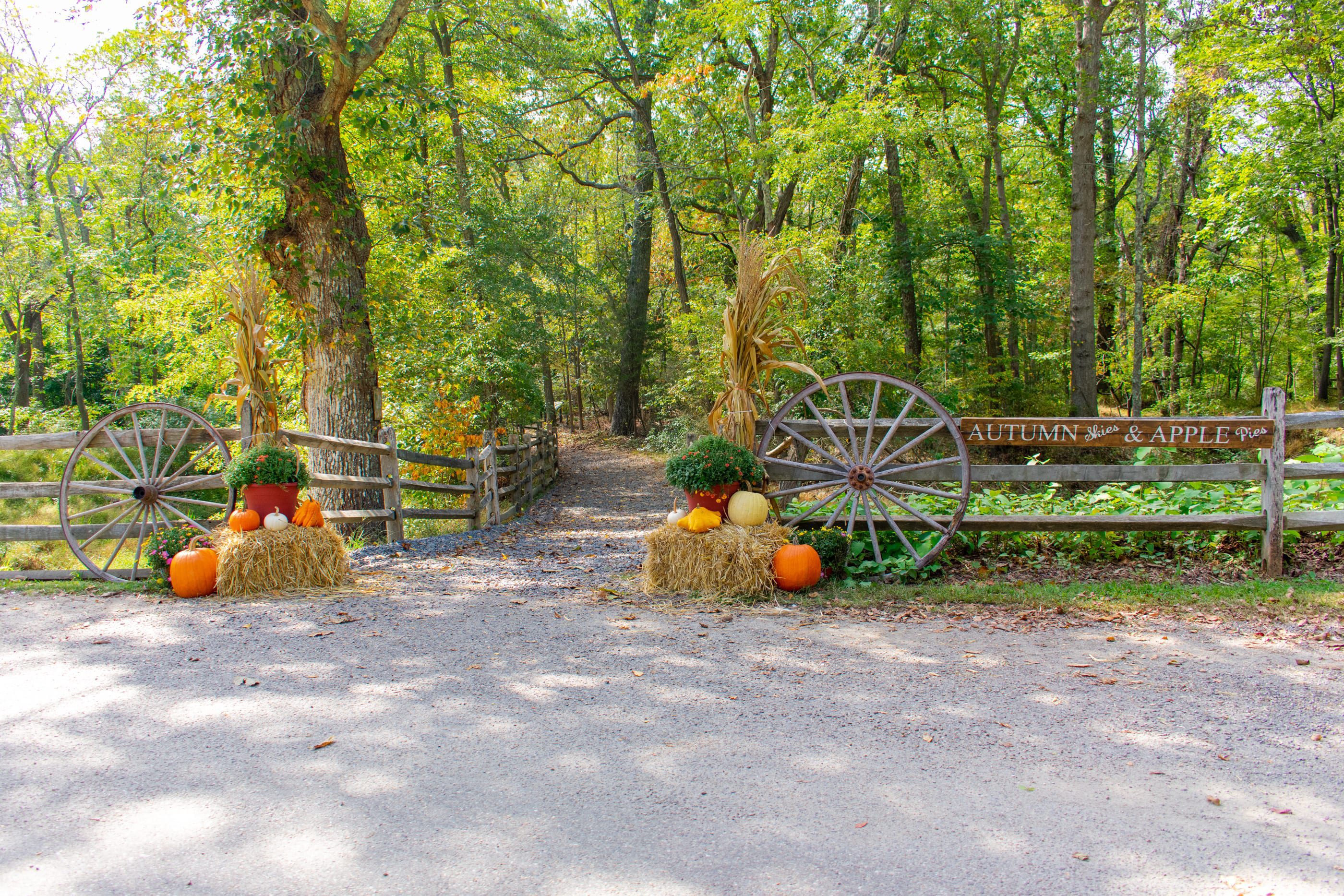 Fall Decor
