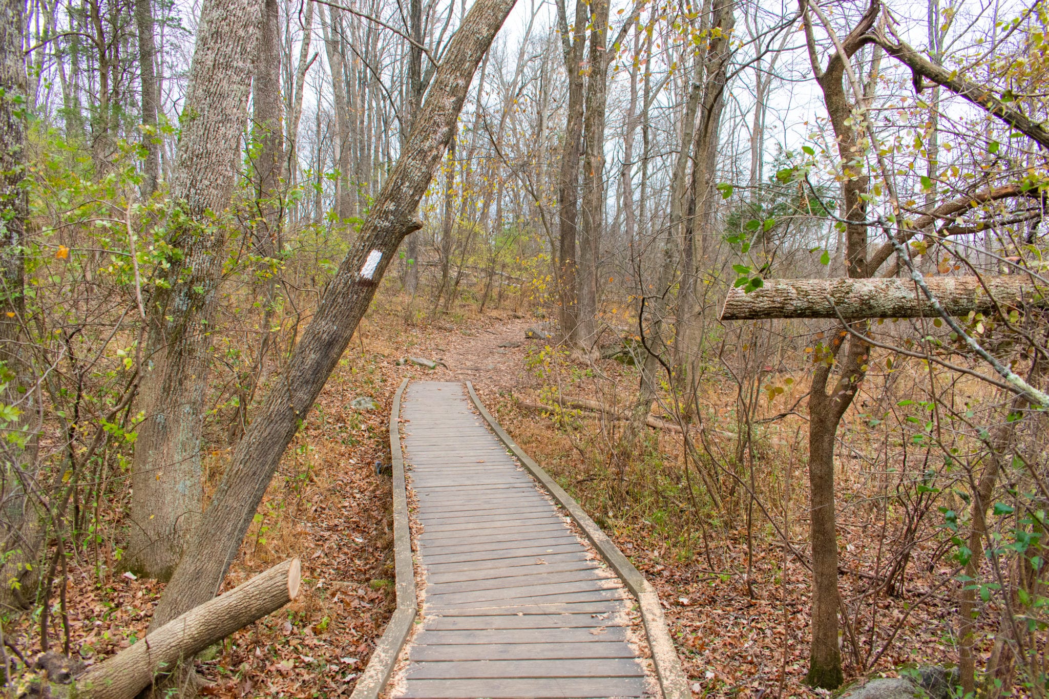through the woods