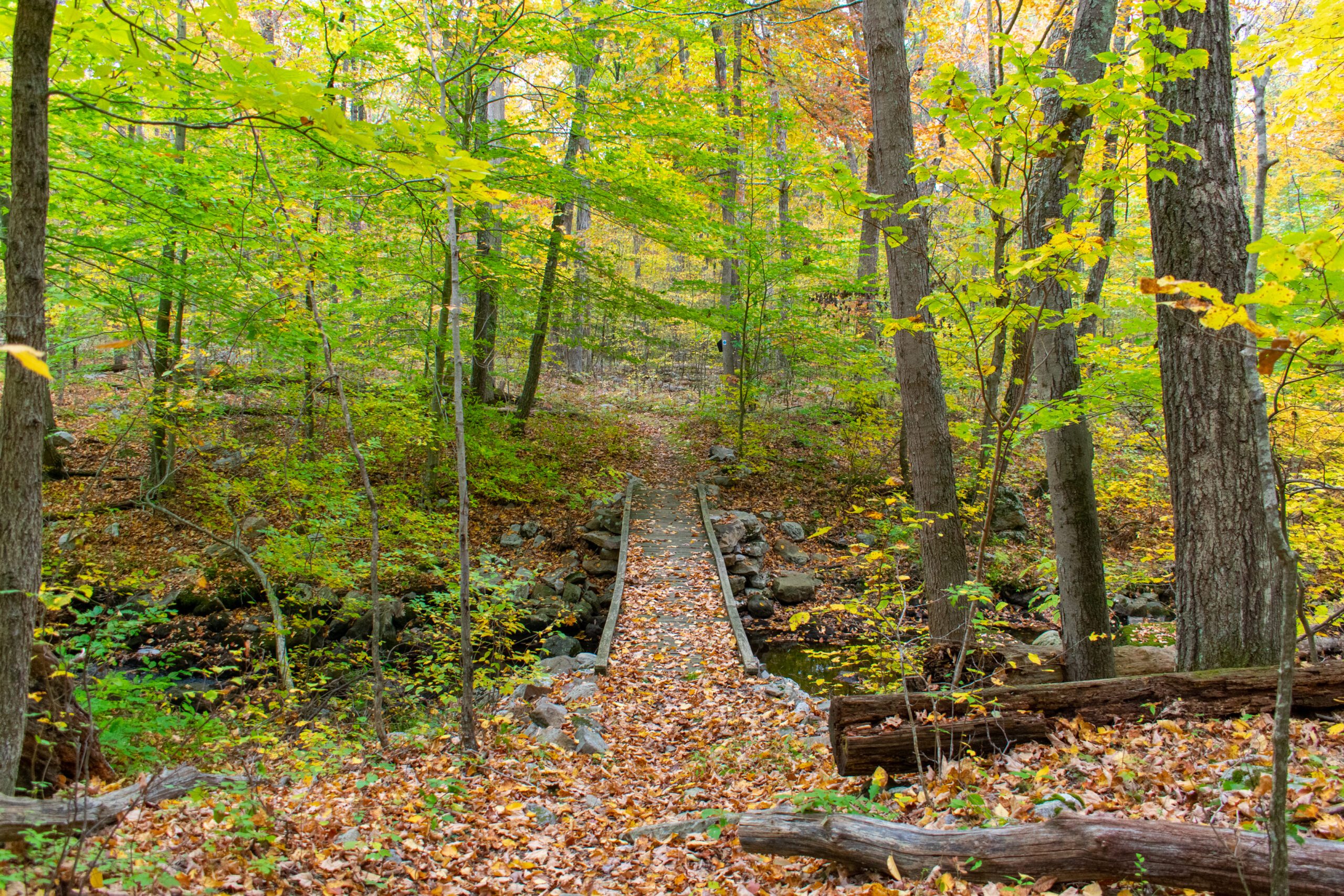Flat Hiking Trail Path