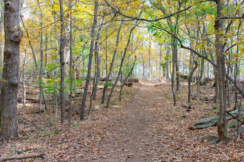 SLL Forest Path