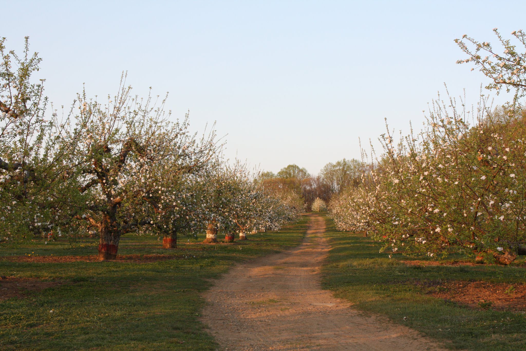 Apple Orchard