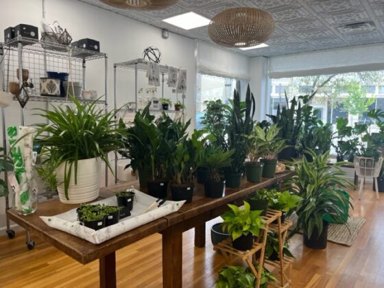 Deeply Rooted Interior