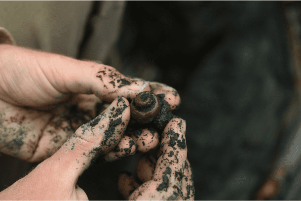 Shell Found in Quarry